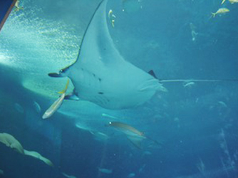 Aquari